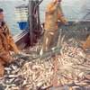 Crystal Star herring fishing 2 (Oct 92)