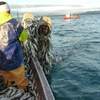 Hauling herring nets (Oct 2013)